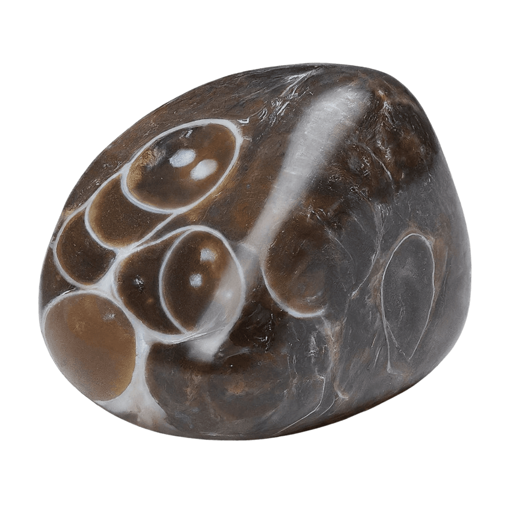 Turritella Agate crystal