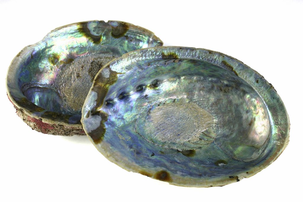 Abalone Shell Meanings, Properties, and Uses