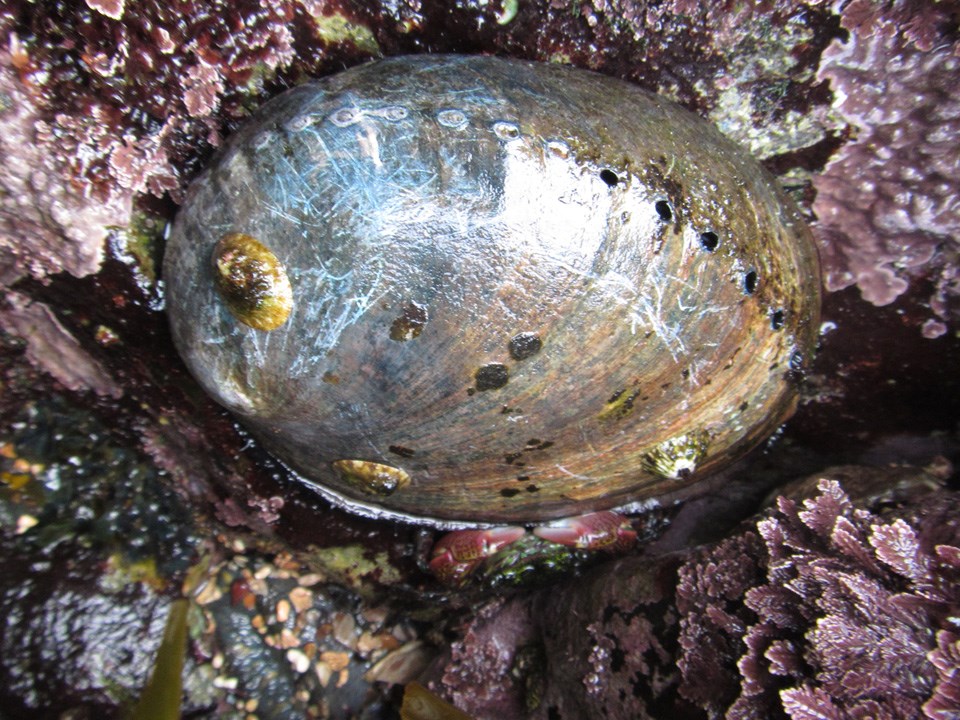 Black Abalone Shell