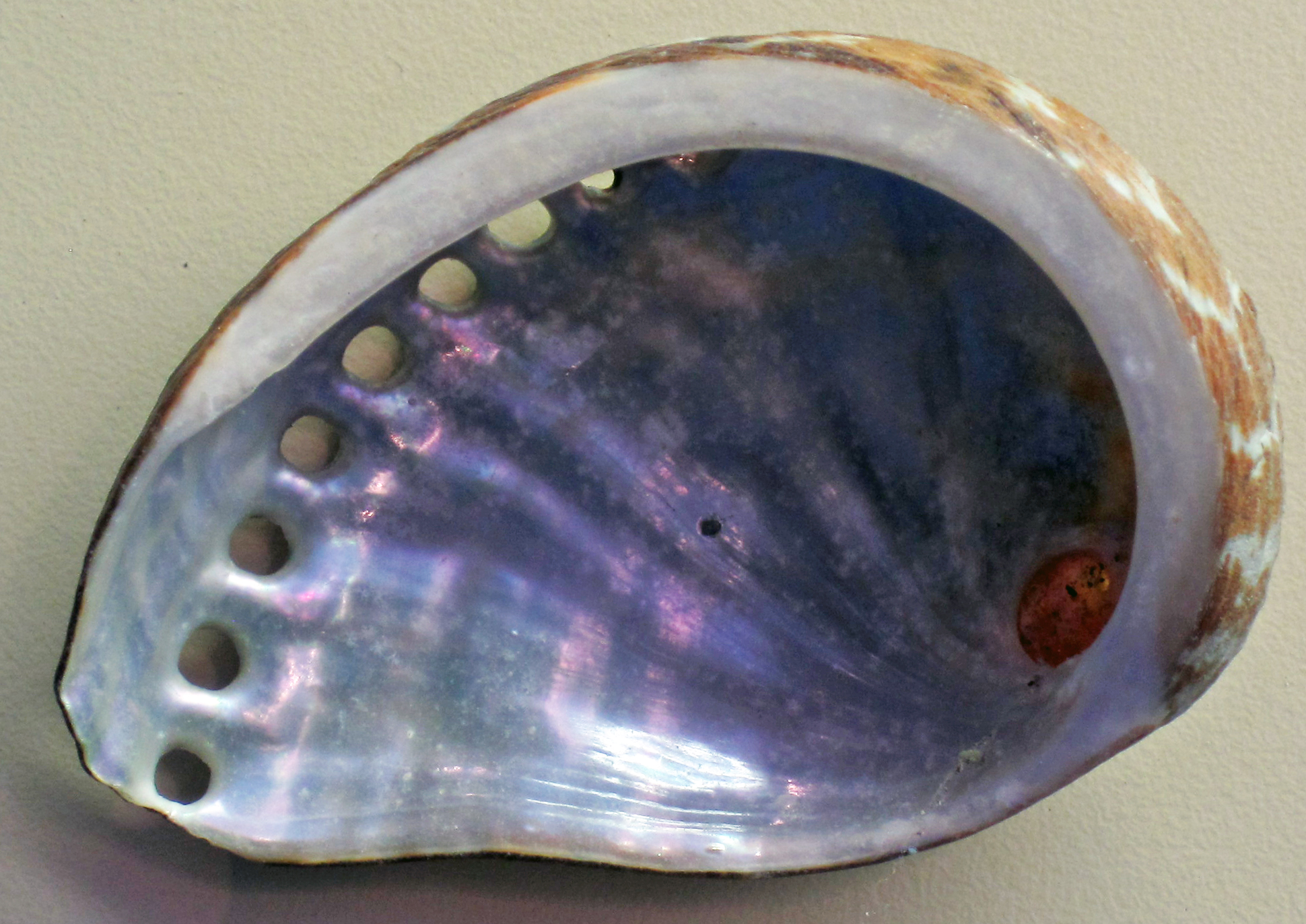 Abalone Shell Meanings, Properties, and Uses
