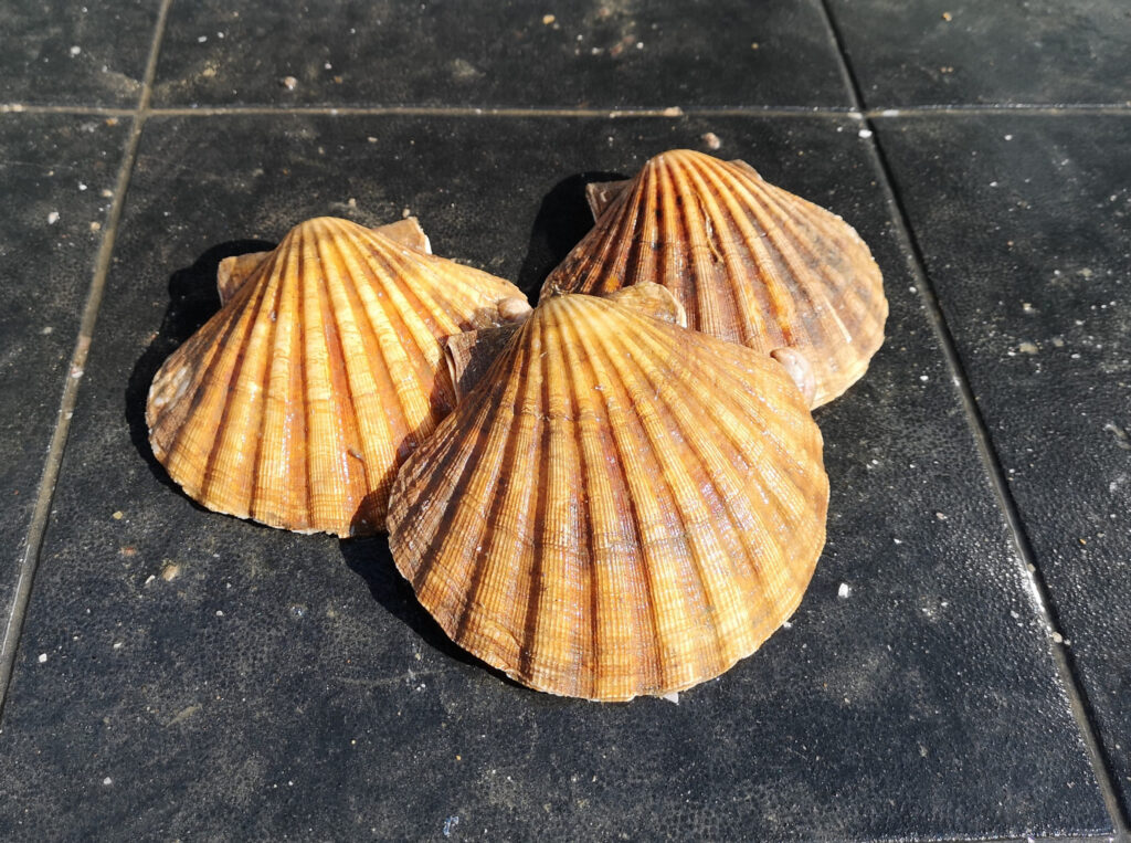 Elegant Abalone Shell