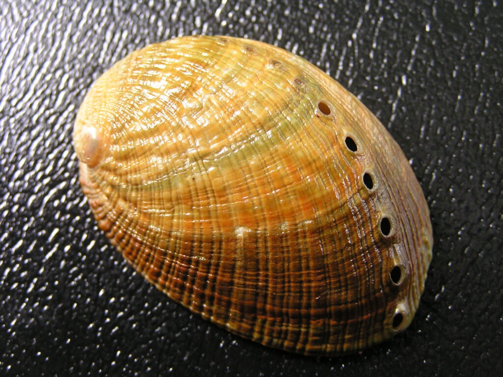 Flat Abalone Shell