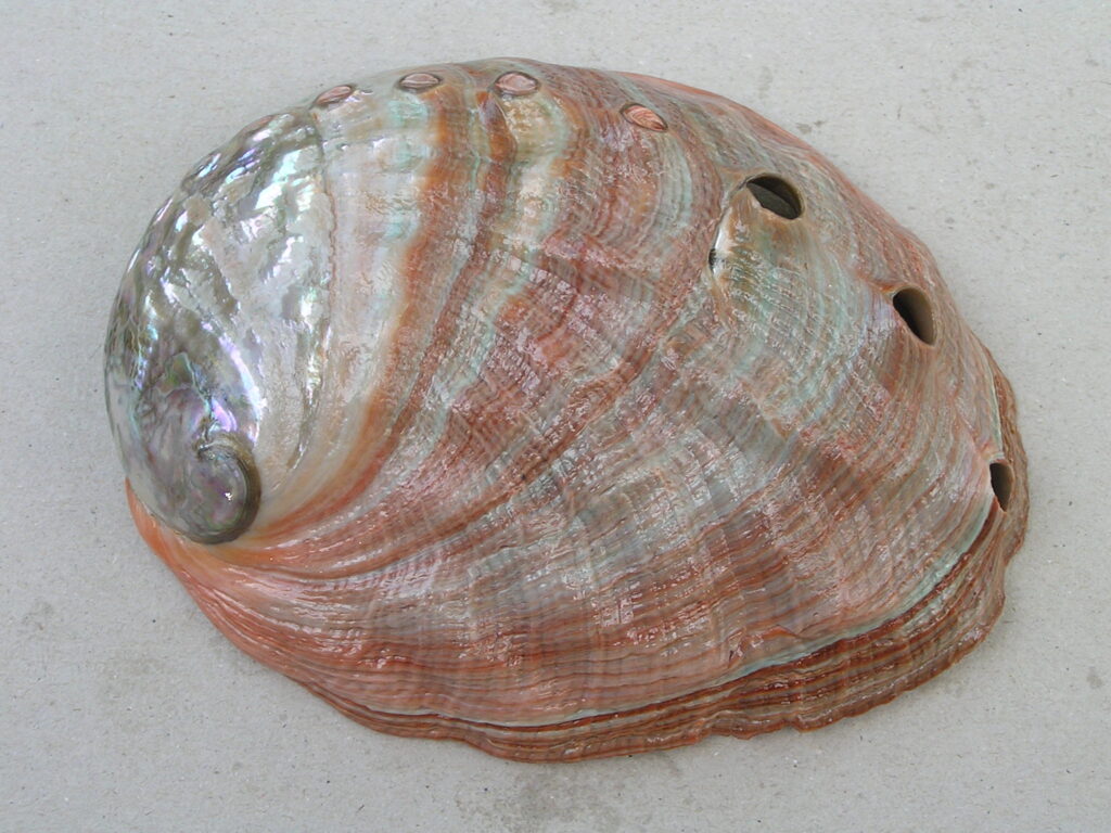 Galapagos Abalone Shell
