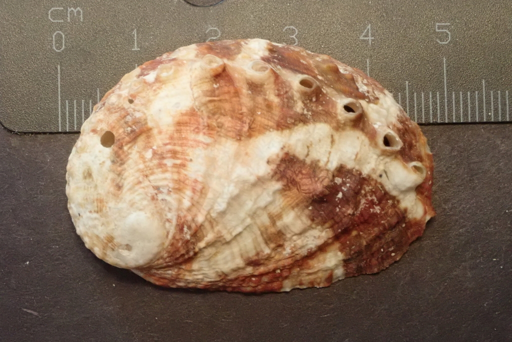 Sheep’s Ear Abalone Shell