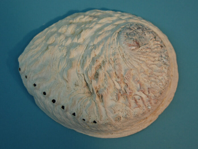 Abalone Shell Meanings, Properties, and Uses