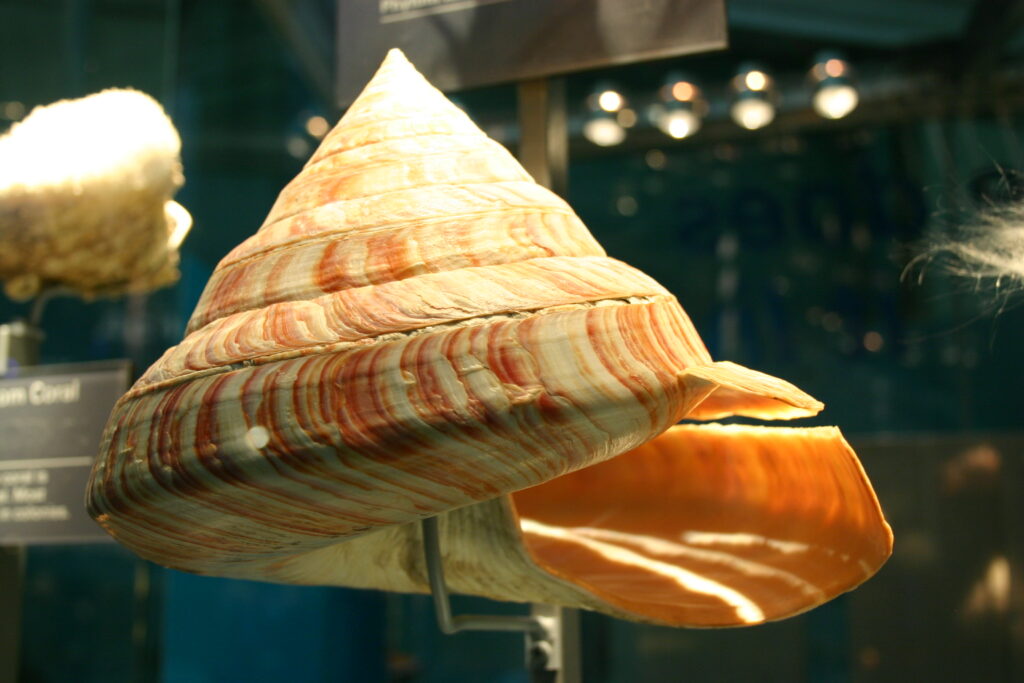 Squamose Abalone Shell