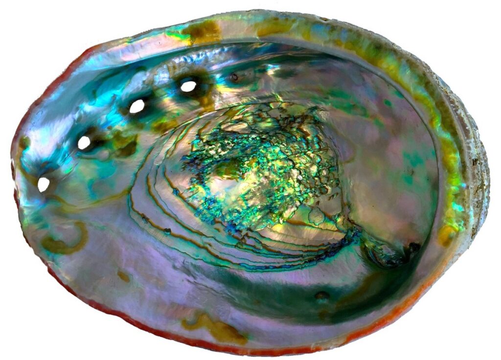 uses of abalone shell
