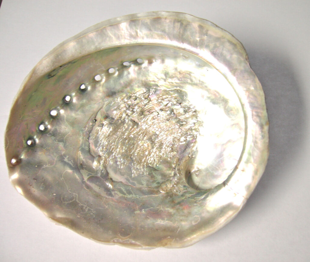 White Abalone Shell